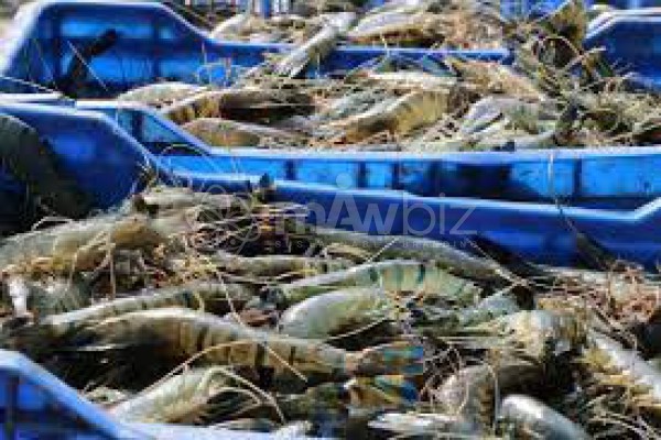 Kazi Shrimps