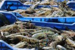 Kazi Shrimps