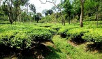 Khan Tea Estate