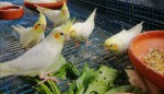 Khulna Aviary
