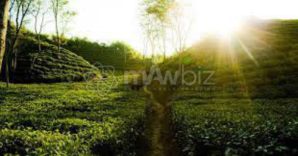 Kodala Tea Estate