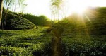 Kodala Tea Estate
