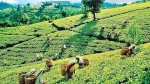 Luskerpore Tea Estate