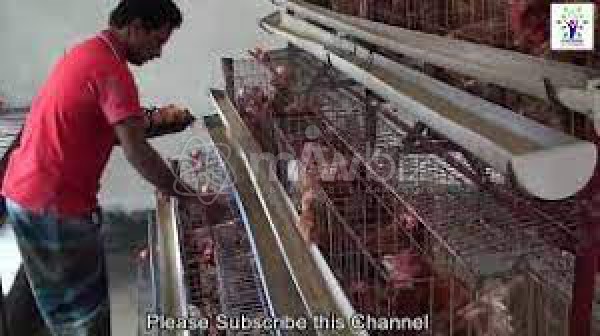 Ma Moni Poultry Farm