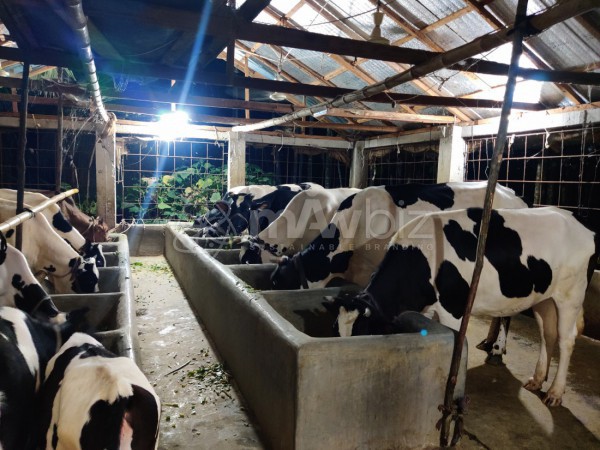 Madina Dairy Farm