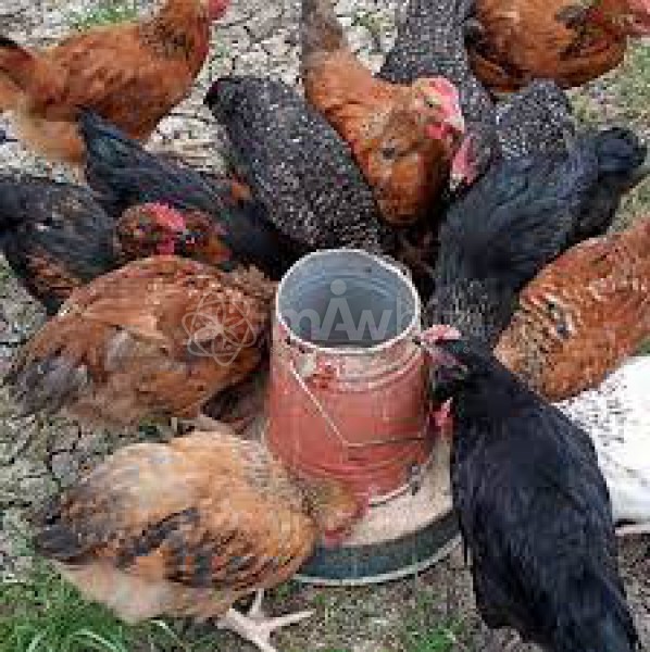 Maisha Poultry Firm