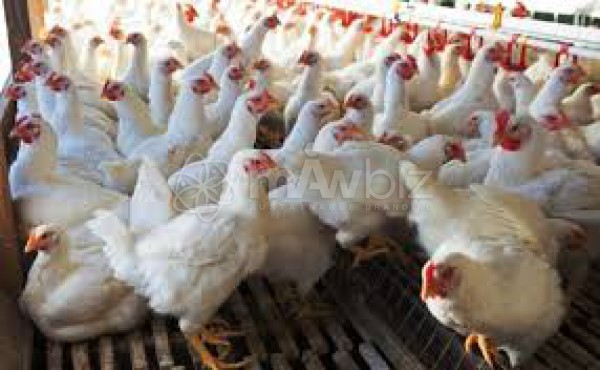 Mamun Poultry Farm