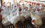Mamun Poultry Farm