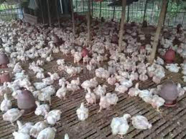 Molla Poultry Farm