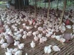 Molla Poultry Farm