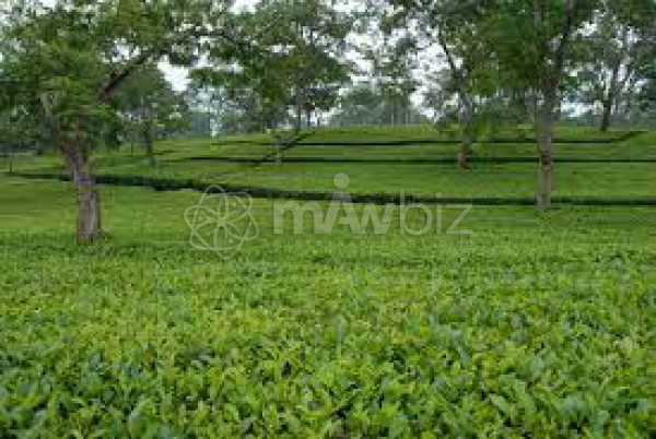 Noyapara Tea Factory
