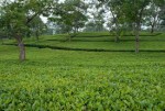 Noyapara Tea Factory