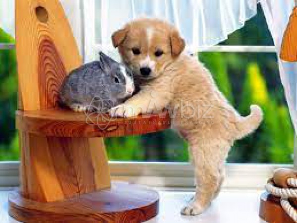 Pet Store BD