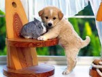 Pet Store BD
