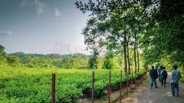 Rangapani Tea State
