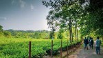 Rangapani Tea State
