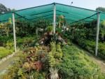 Shobuj Dhaka Nursery