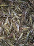 Shuvo Fish & Shrimp Hatchery