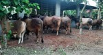 Sopura Agro