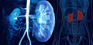 Urology - Ibn Hospital