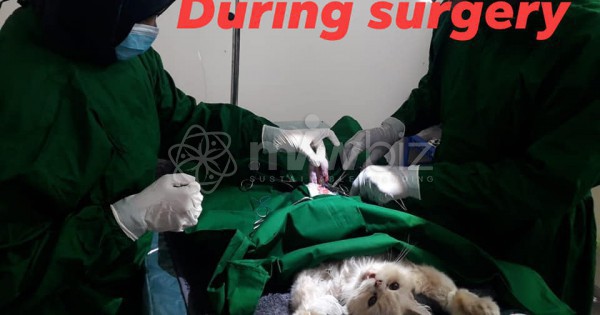 Veterinary Specialized Hospital & Diagnostic Center