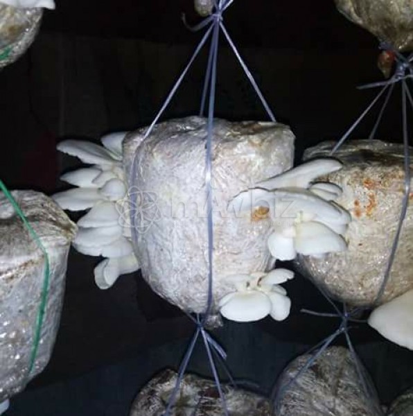 World Mushroom Ltd