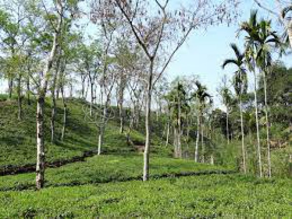 Zareen Tea Estate