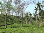 Zareen Tea Estate