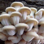 নারায়ণগঞ্জ...