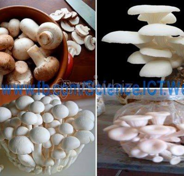 ফেনী মাশরুম সেন্টার